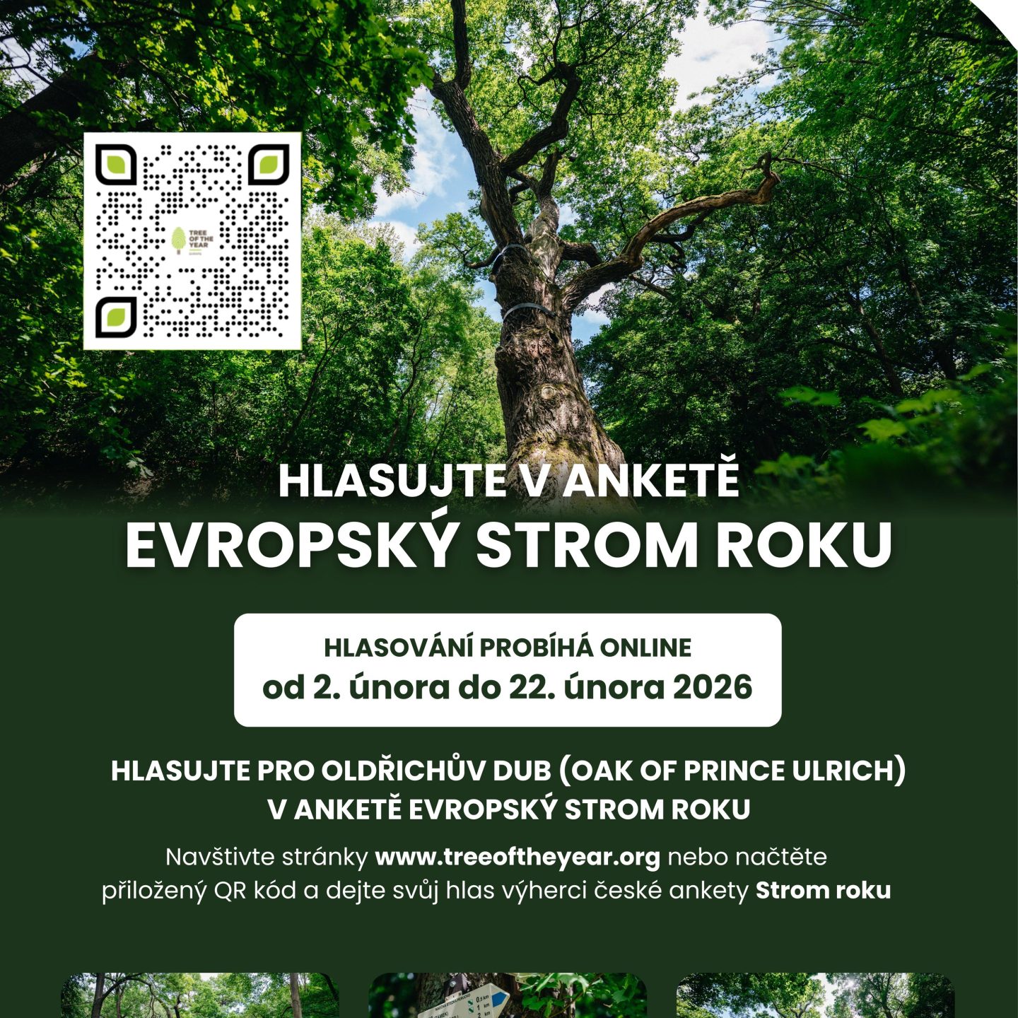 Oldřichův dub bojuje o titul Evropského stromu roku – podpořte českou legendu!