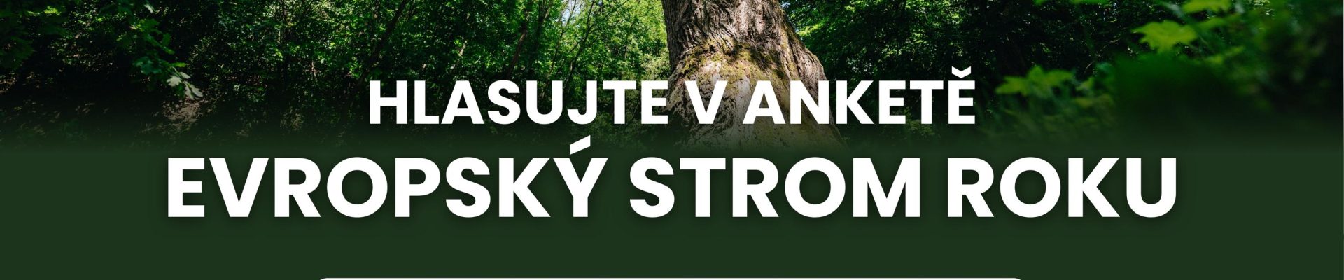 Oldřichův dub bojuje o titul Evropského stromu roku – podpořte českou legendu!